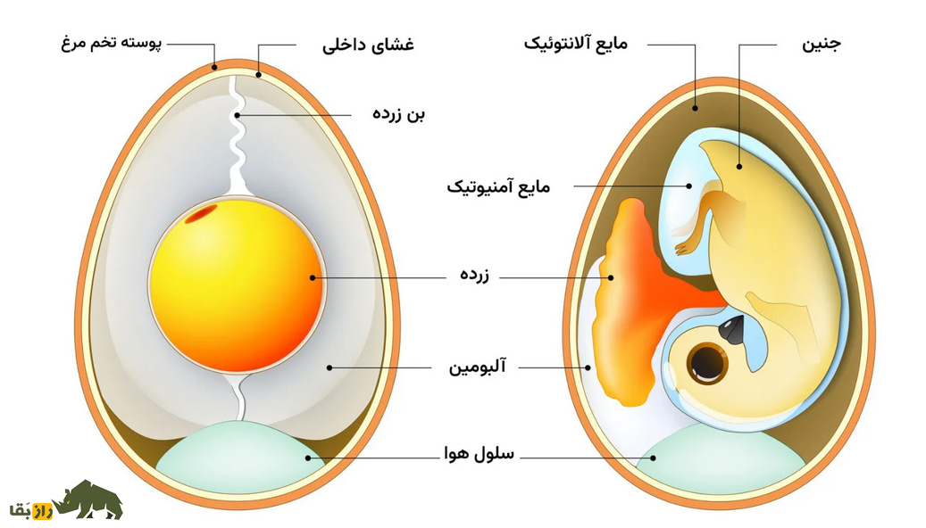 قدیمی‌ترین راز تاریخ فاش شد؛ اول مرغ بود یا تخم‌مرغ؟!