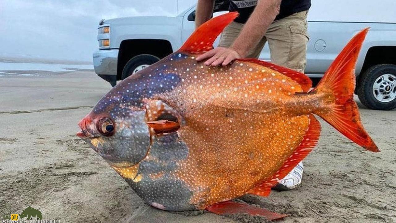 ماهی‌های اقیانوس