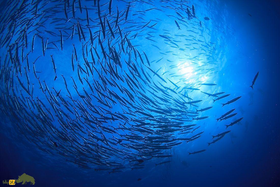 ماهی‌های اقیانوس