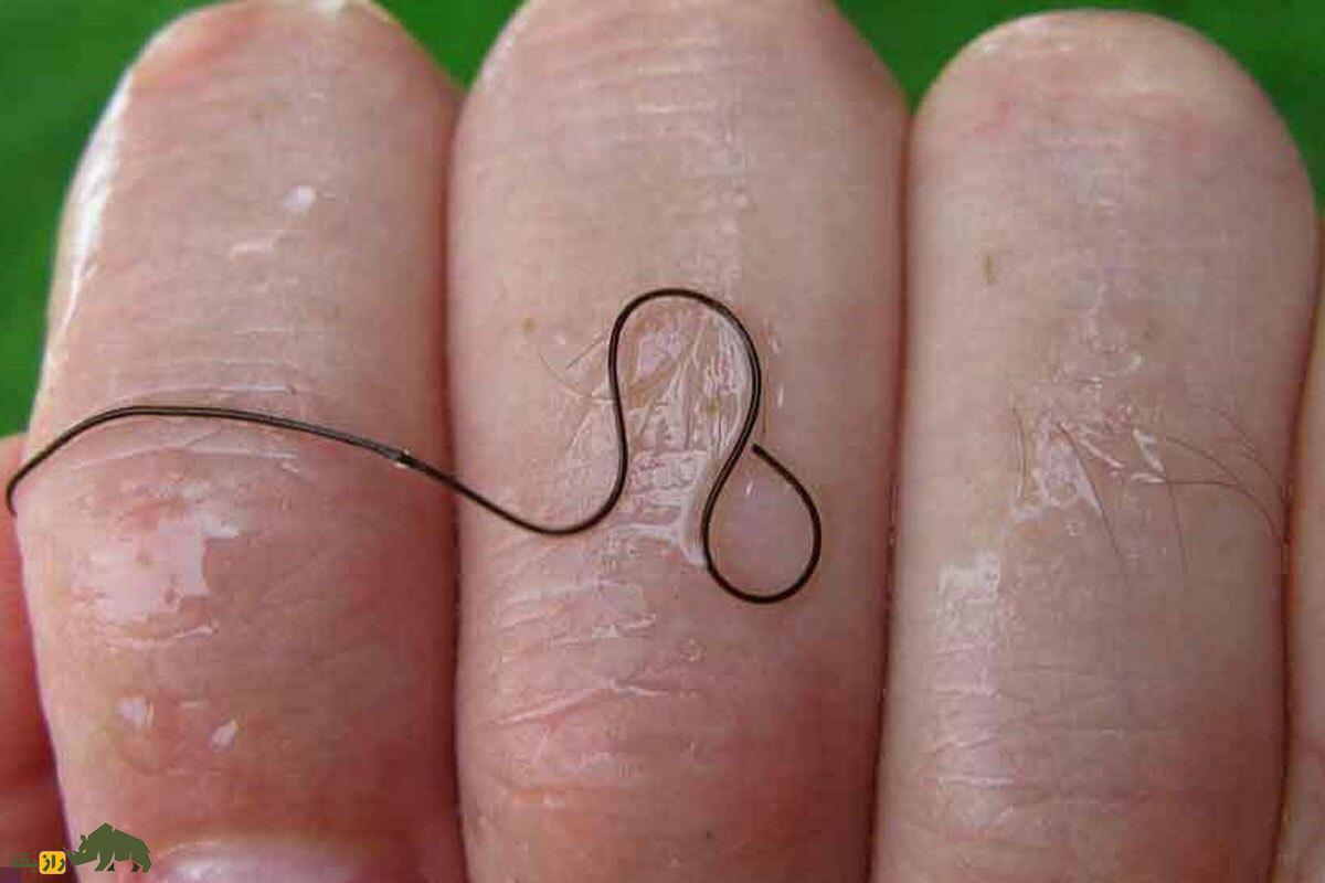 (ویدئو) ترسناک‌ترین حیوان روی زمین این نخِ باریک است!