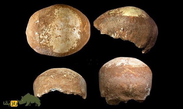 اولین آمیزش جنسی انسان با نئاندرتال کجا اتفاق افتاد؟ اولین آمیزش جنسی انسان با نئاندرتال کجا اتفاق افتاد؟