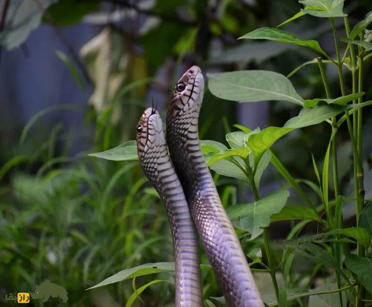 راز عجیب جفتگیری مار؛ مارهای نر دو آلت تناسلی دارند!