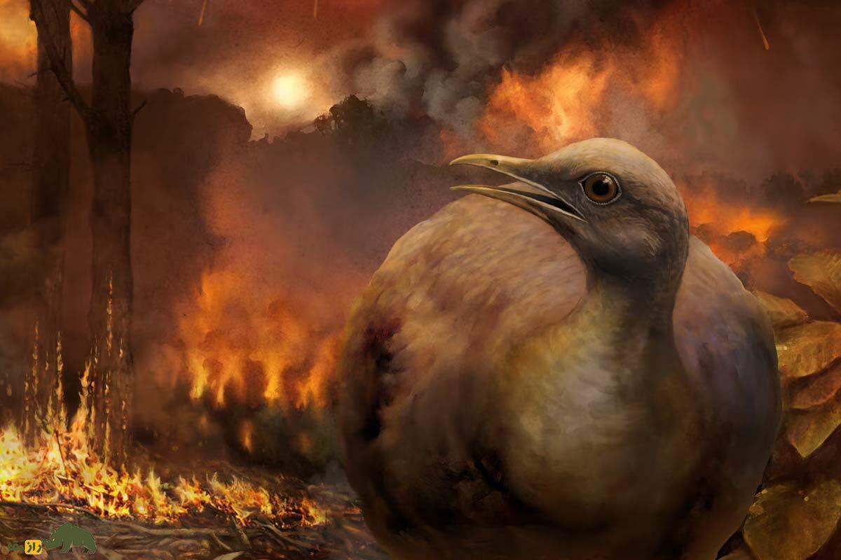سرنوشت غمگین پرندگان پس از انقراض دایناسورها؛ داشتنِ بال اما بدون پرواز!