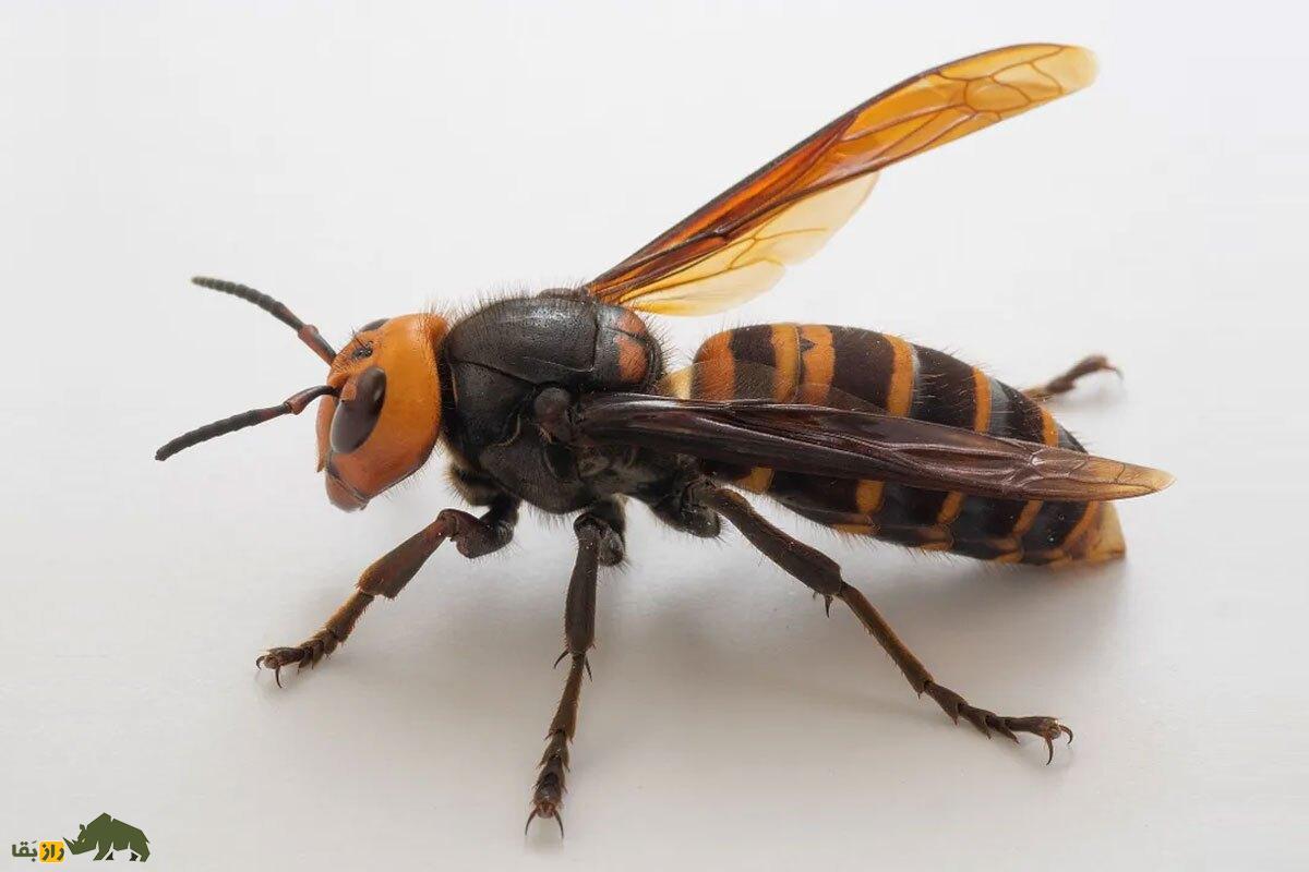 «هورنت قاتل»؛ بزرگترین و مرگبارترین زنبور جهان