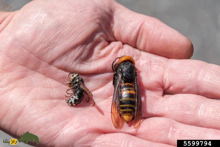 زنبور گاوی را فراموش کنید! با «هورنت قاتل» کشندهترین و بزرگترین زنبور جهان آشنا شوید «هورنت قاتل» کشندهترین و بزرگترین زنبور جهان