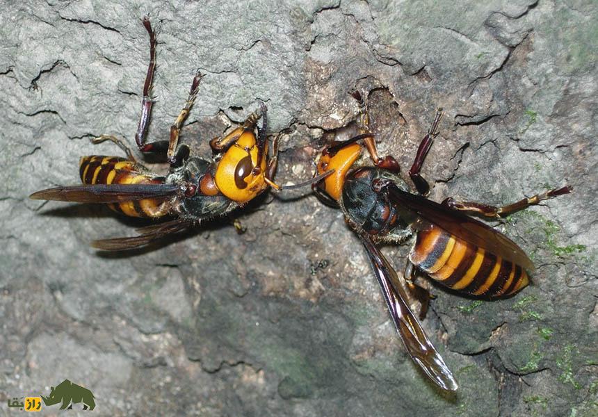 زنبور گاوی را فراموش کنید! با «هورنت قاتل» کشندهترین و بزرگترین زنبور جهان آشنا شوید «هورنت قاتل» کشندهترین و بزرگترین زنبور جهان