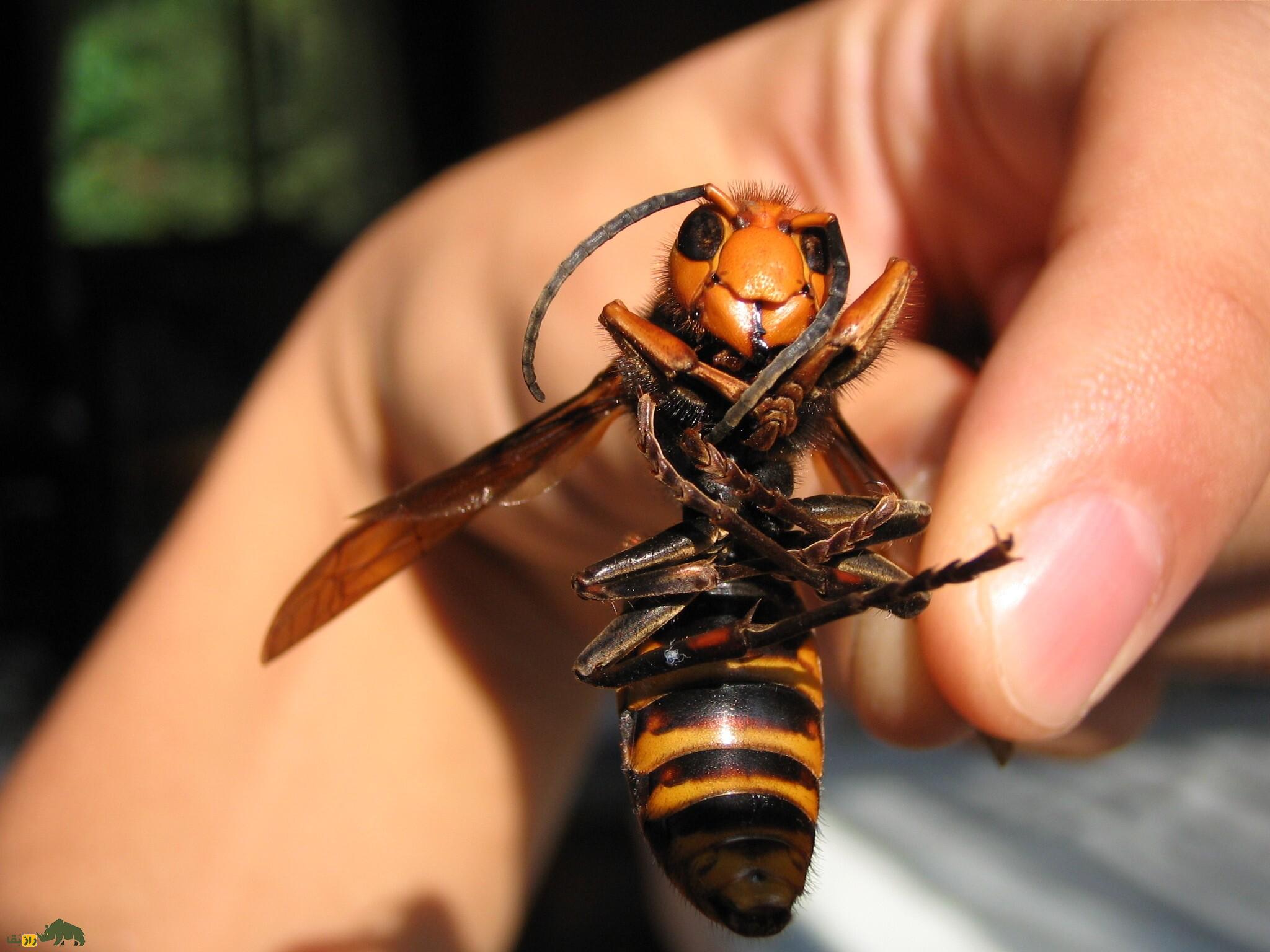 زنبور گاوی را فراموش کنید! با «هورنت قاتل» کشندهترین و بزرگترین زنبور جهان آشنا شوید «هورنت قاتل» کشندهترین و بزرگترین زنبور جهان