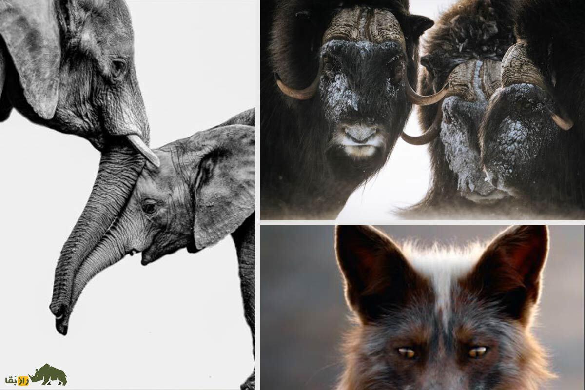 (تصاویر) منتخب بخش حیات وحش جوایز عکاسی جهانی سونی ۲۰۲۴
