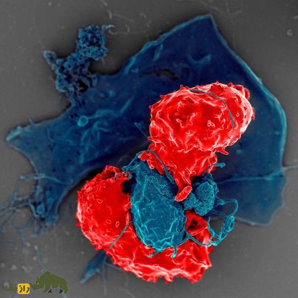 اگر همه بیماری‌ها و میکروب‌ها همزمان به بدن ما حمله کنند چه می‌شود؟