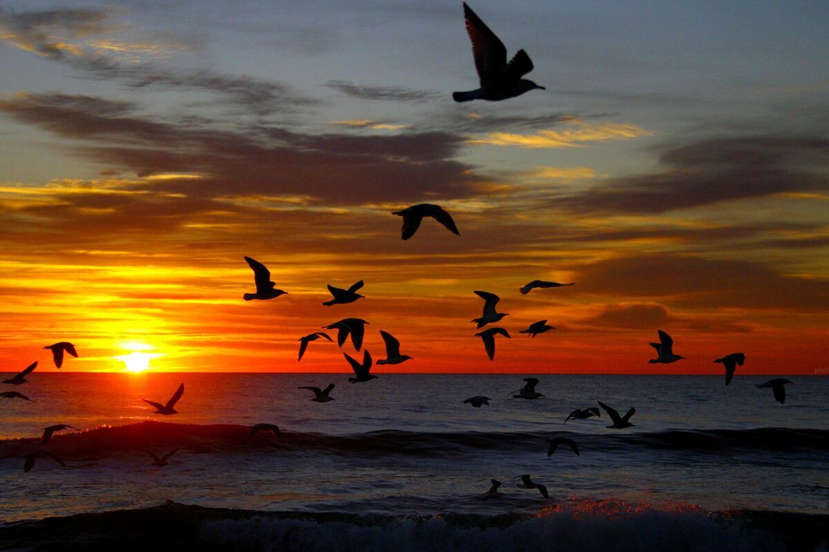 پرندگان هنگام پرواز بر فراز اقیانوس‌ کجا استراحت می‌کنند؟