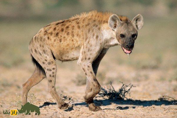 کدام جانور قویترین آرواره را دارد؟ | قدرت گاز گرفتن انسان چقدر است؟ کفتار