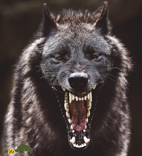 کدام جانور قویترین آرواره را دارد؟ | قدرت گاز گرفتن انسان چقدر است؟ دندان های گرگ خاکستری