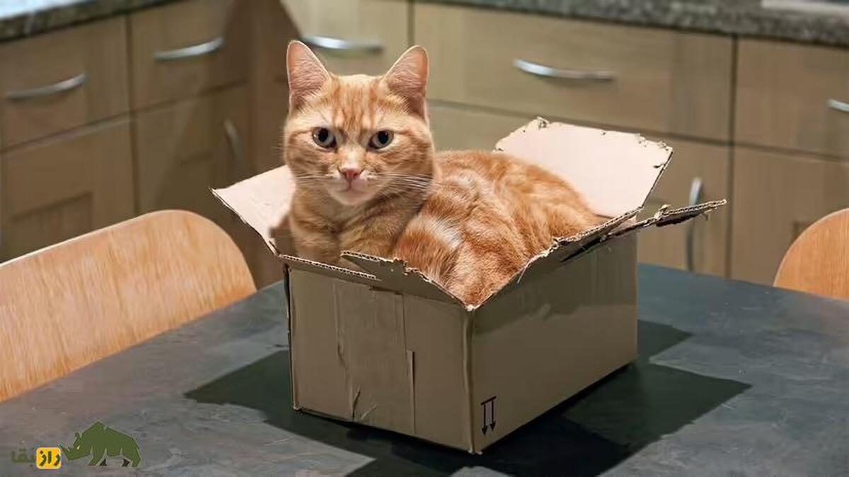 علم کشف کرد؛ چرا گربه‌ها در جعبه‌ها می‌نشینند؟!