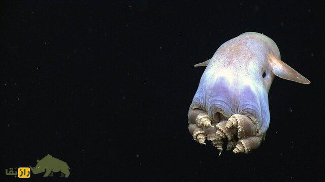 (تصاویر) عمیقترین نقطه زمین کجاست و چه موجوداتی در آن زندگی میکنند؟ (تصاویر) عمیقترین نقطه زمین کجاست و چه موجوداتی در آن زندگی میکنند؟