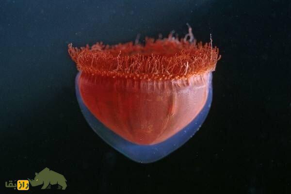 (تصاویر) عمیقترین نقطه زمین کجاست و چه موجوداتی در آن زندگی میکنند؟ (تصاویر) عمیقترین نقطه زمین کجاست و چه موجوداتی در آن زندگی میکنند؟