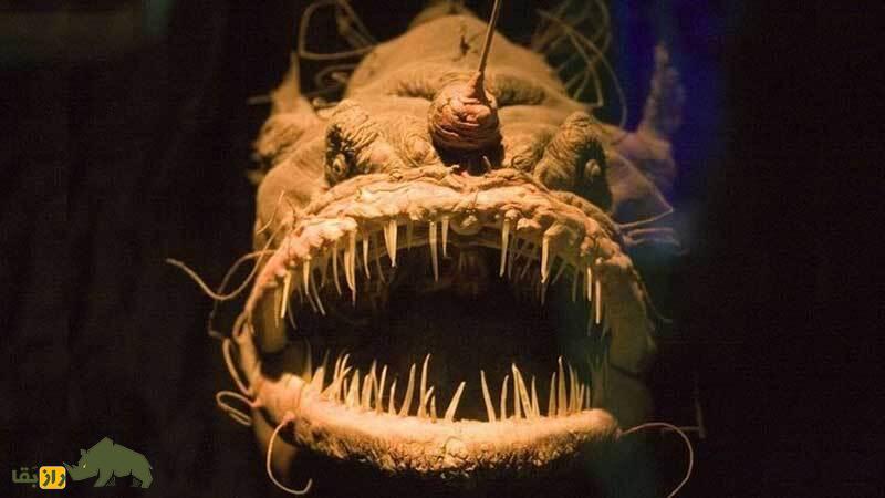 (تصاویر) عمیقترین نقطه زمین کجاست و چه موجوداتی در آن زندگی میکنند؟ (تصاویر) عمیقترین نقطه زمین کجاست و چه موجوداتی در آن زندگی میکنند؟