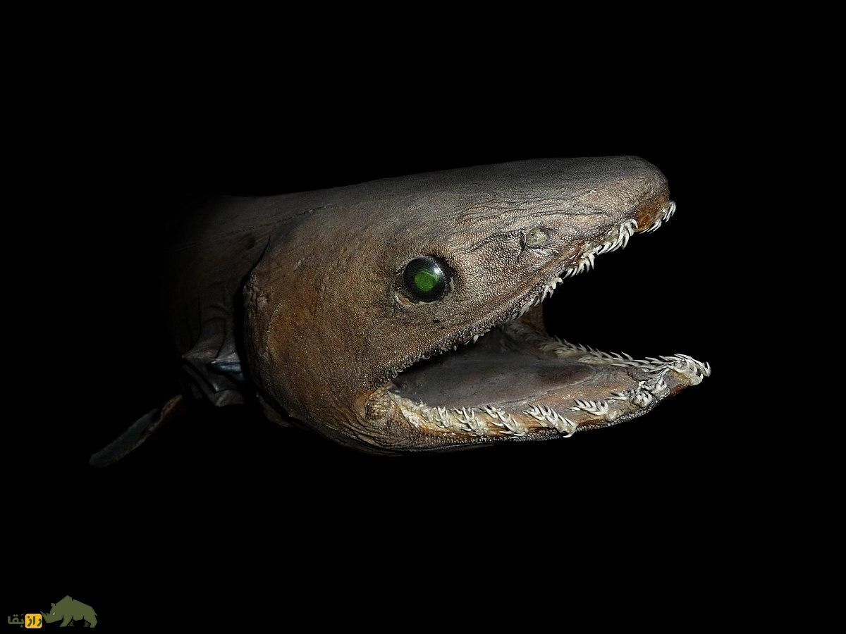 (تصاویر) عمیقترین نقطه زمین کجاست و چه موجوداتی در آن زندگی میکنند؟ (تصاویر) عمیقترین نقطه زمین کجاست و چه موجوداتی در آن زندگی میکنند؟