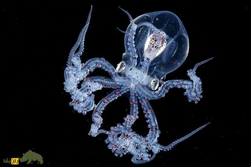 (تصاویر) عمیقترین نقطه زمین کجاست و چه موجوداتی در آن زندگی میکنند؟ (تصاویر) عمیقترین نقطه زمین کجاست و چه موجوداتی در آن زندگی میکنند؟