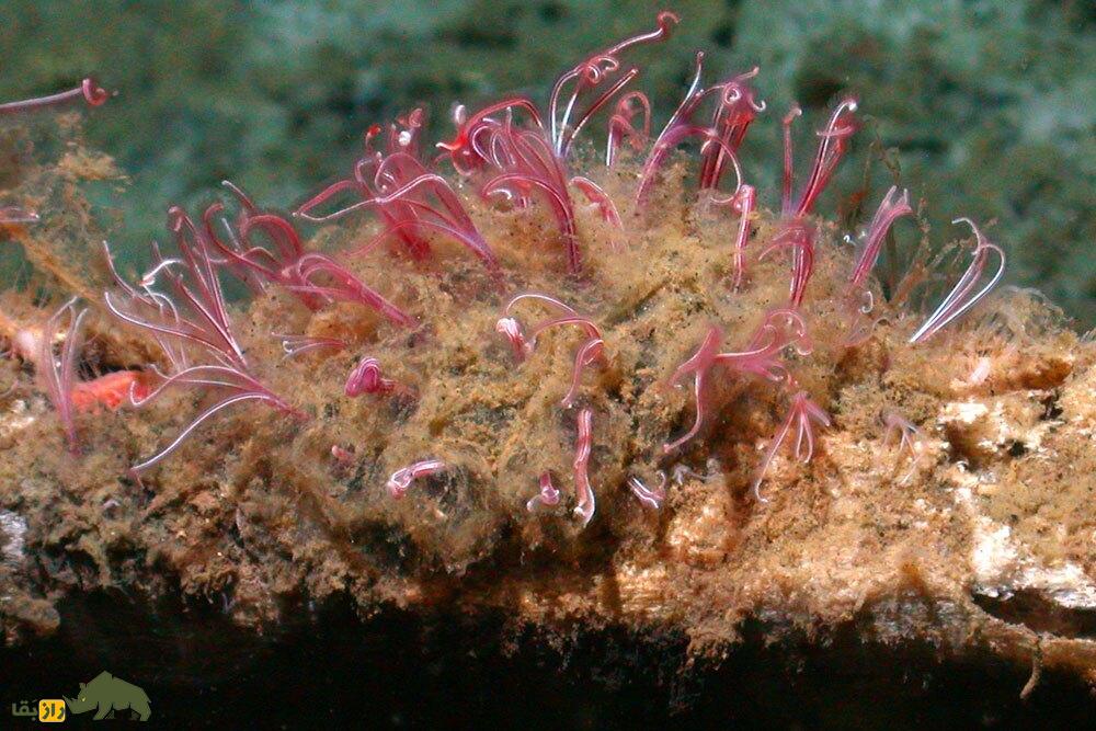 (تصاویر) عمیقترین نقطه زمین کجاست و چه موجوداتی در آن زندگی میکنند؟ (تصاویر) عمیقترین نقطه زمین کجاست و چه موجوداتی در آن زندگی میکنند؟