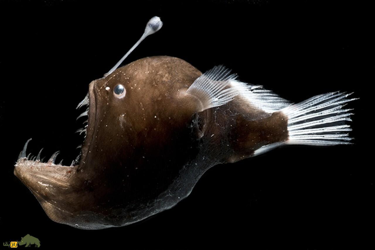 (تصاویر) عمیقترین نقطه زمین کجاست و چه موجوداتی در آن زندگی میکنند؟ (تصاویر) عمیقترین نقطه زمین کجاست و چه موجوداتی در آن زندگی میکنند؟