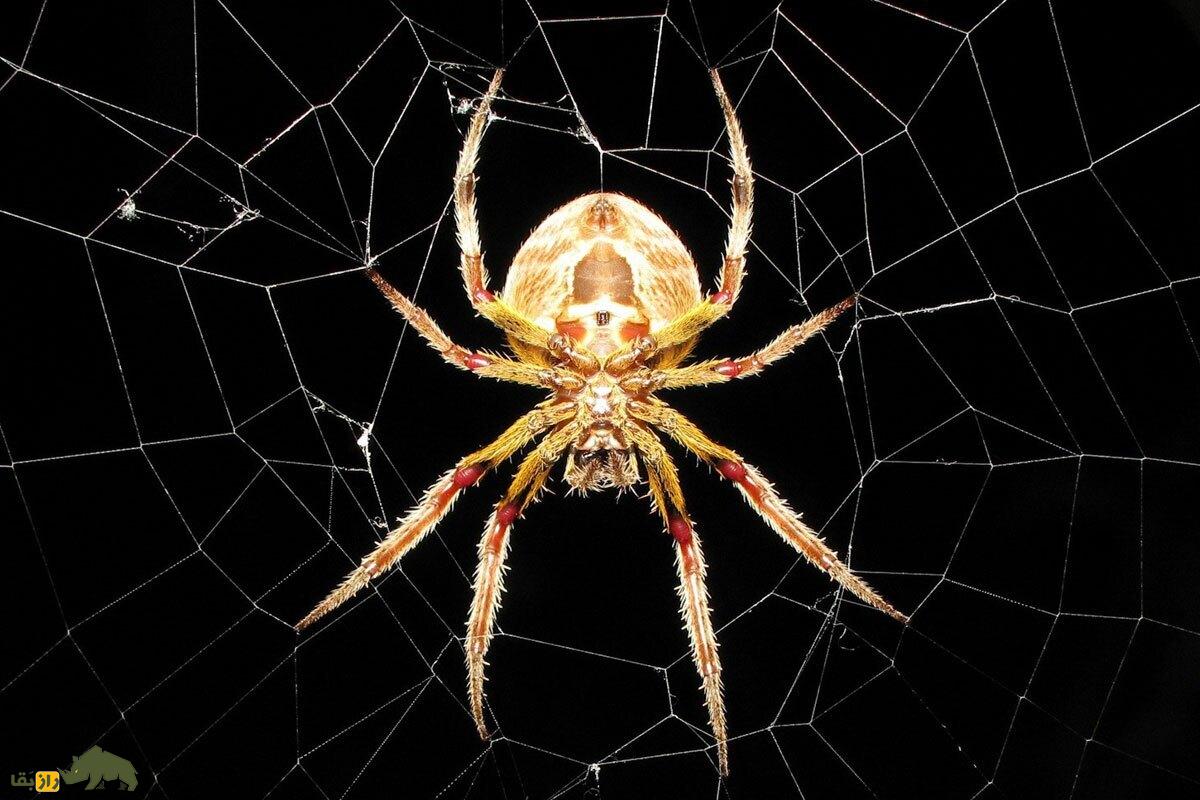 چرا عنکبوت‌ها در تار‌های خودشان گرفتار نمی‌شوند؟