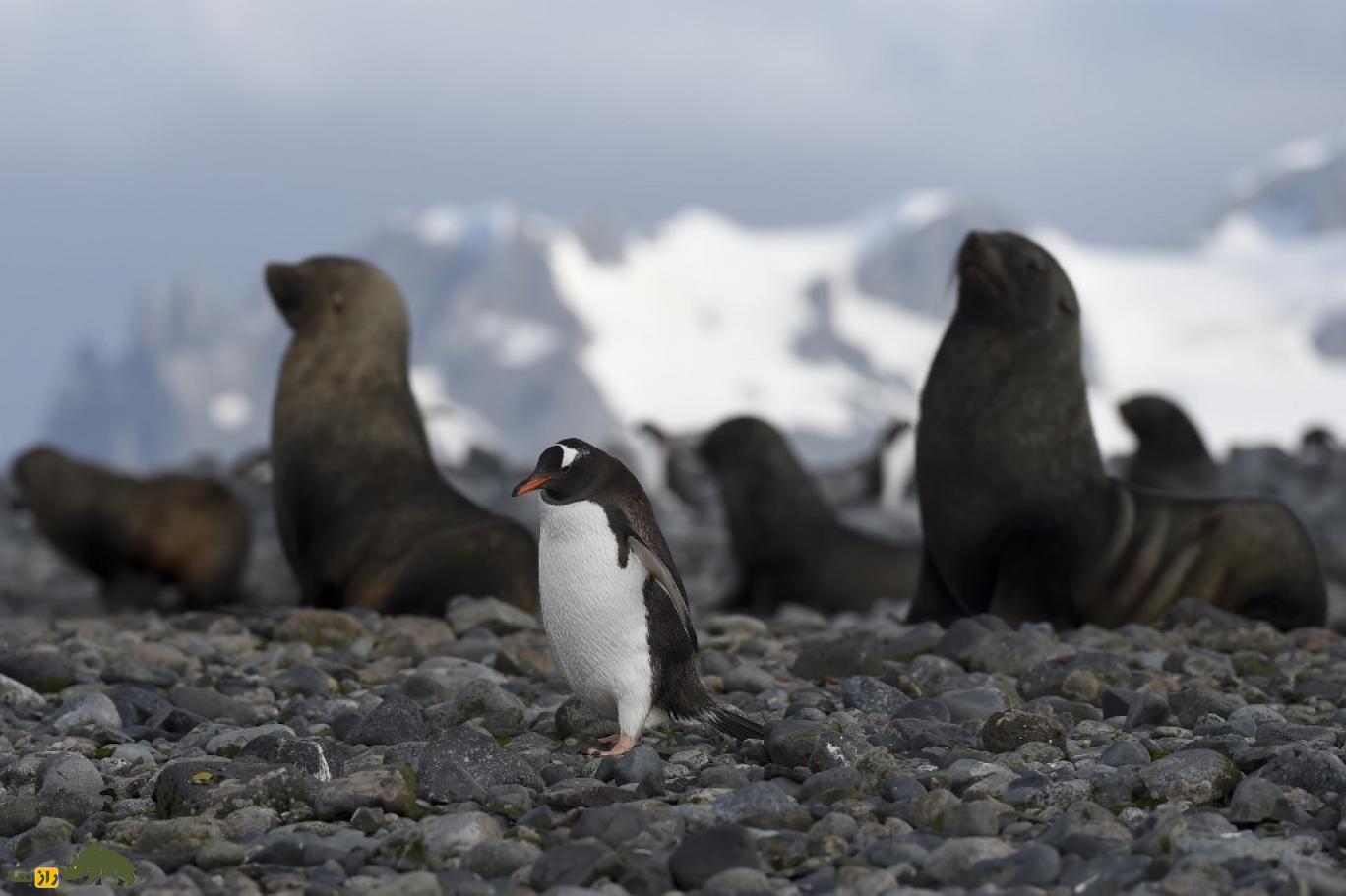 پنگوئن ها در قطب جنوب
