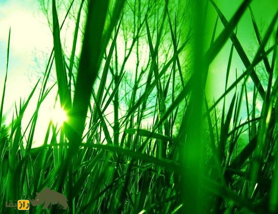 نقش عجیب «علف» در تکامل و تمدن انسان! نقش عجیب «علف» در تکامل و تمدن انسان!