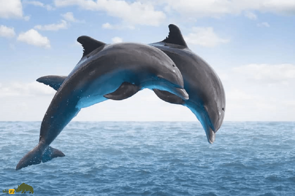 برجستگی عجیب اندام جنسی دلفین ماده هنگام تحریک؛ آیا حیوانات هم از آمیزش جنسی لذت می‌برند؟