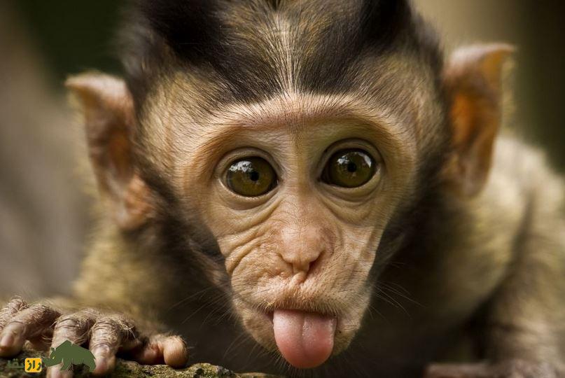 برجستگی عجیب اندام جنسی دلفین ماده هنگام تحریک؛ آیا حیوانات هم از آمیزش جنسی لذت می‌برند؟