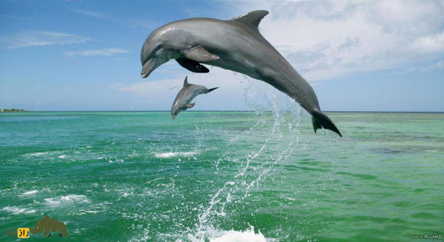برجستگی عجیب اندام جنسی دلفین ماده هنگام تحریک؛ آیا حیوانات هم از آمیزش جنسی لذت می‌برند؟