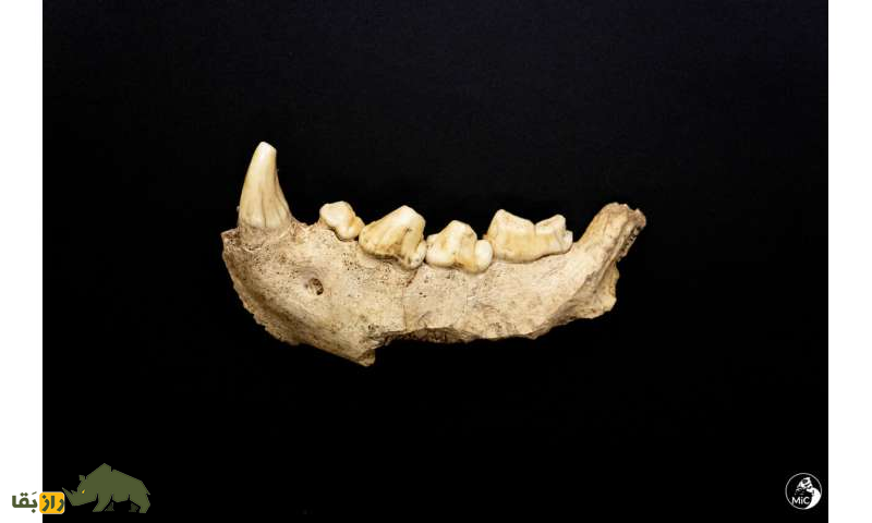 کشف اولین خانواده نئاندرتال در غاری دور افتاده در سیبری!