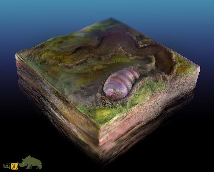 این موجود عجیب که اندازه یک دانه برنج بوده جد مشترک همه جانوران زمین است! این موجود عجیب که اندازه یک دانه برنج بوده جد مشترک همه جانوران زمین است!