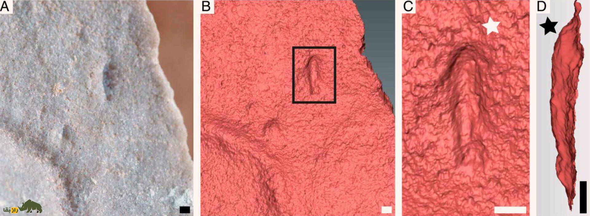 این موجود عجیب که اندازه یک دانه برنج بوده جد مشترک همه جانوران زمین است! این موجود عجیب که اندازه یک دانه برنج بوده جد مشترک همه جانوران زمین است!