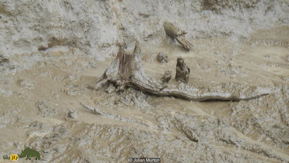 کشف عجیب یک جنگل باستانی در دروازه جهنم!