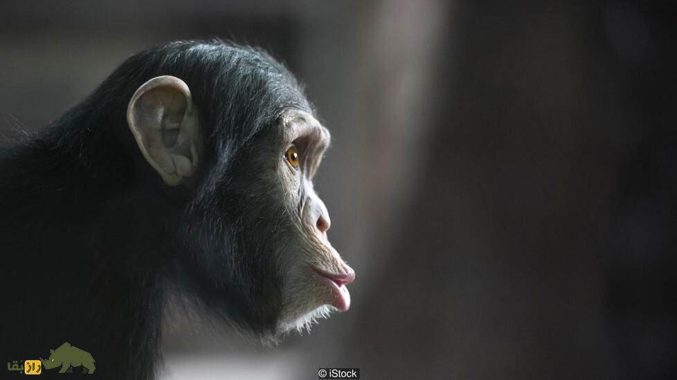 اگر همه حیوانات مثل انسان باهوش بودند چه می‌شد؟/ کدام حیوان پادشاه زمین می‌شد؟