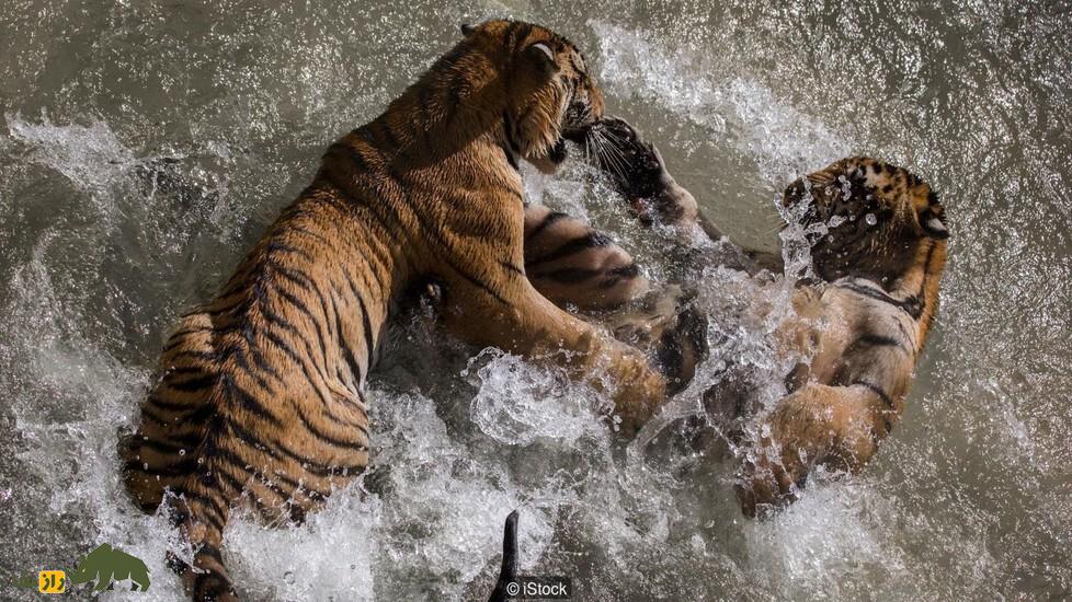 اگر همه حیوانات مثل انسان باهوش بودند چه می‌شد؟/ کدام حیوان پادشاه زمین می‌شد؟