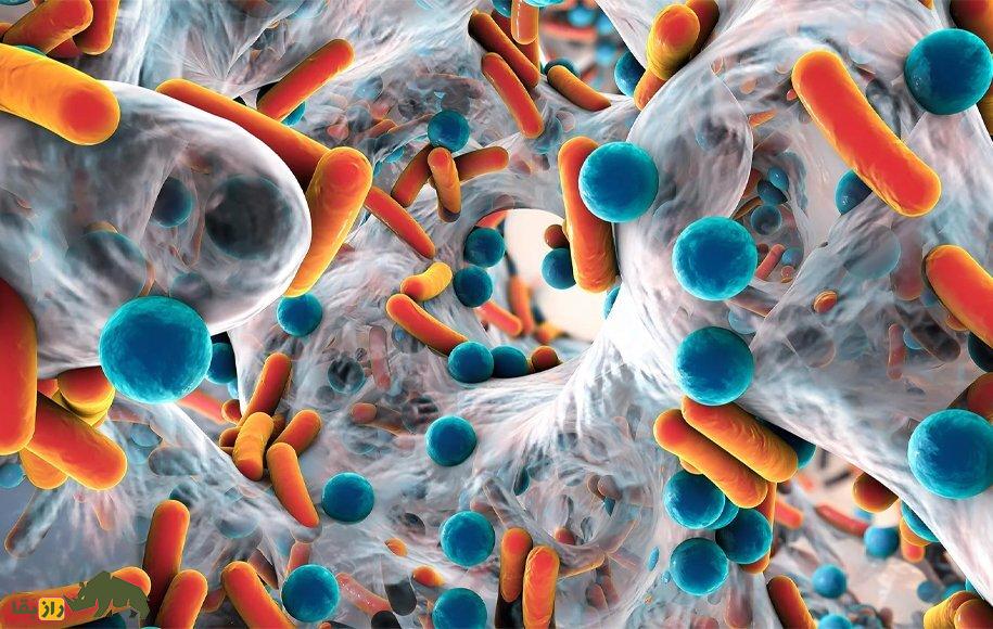 اگر همه حیوانات مثل انسان باهوش بودند چه می‌شد؟/ کدام حیوان پادشاه زمین می‌شد؟