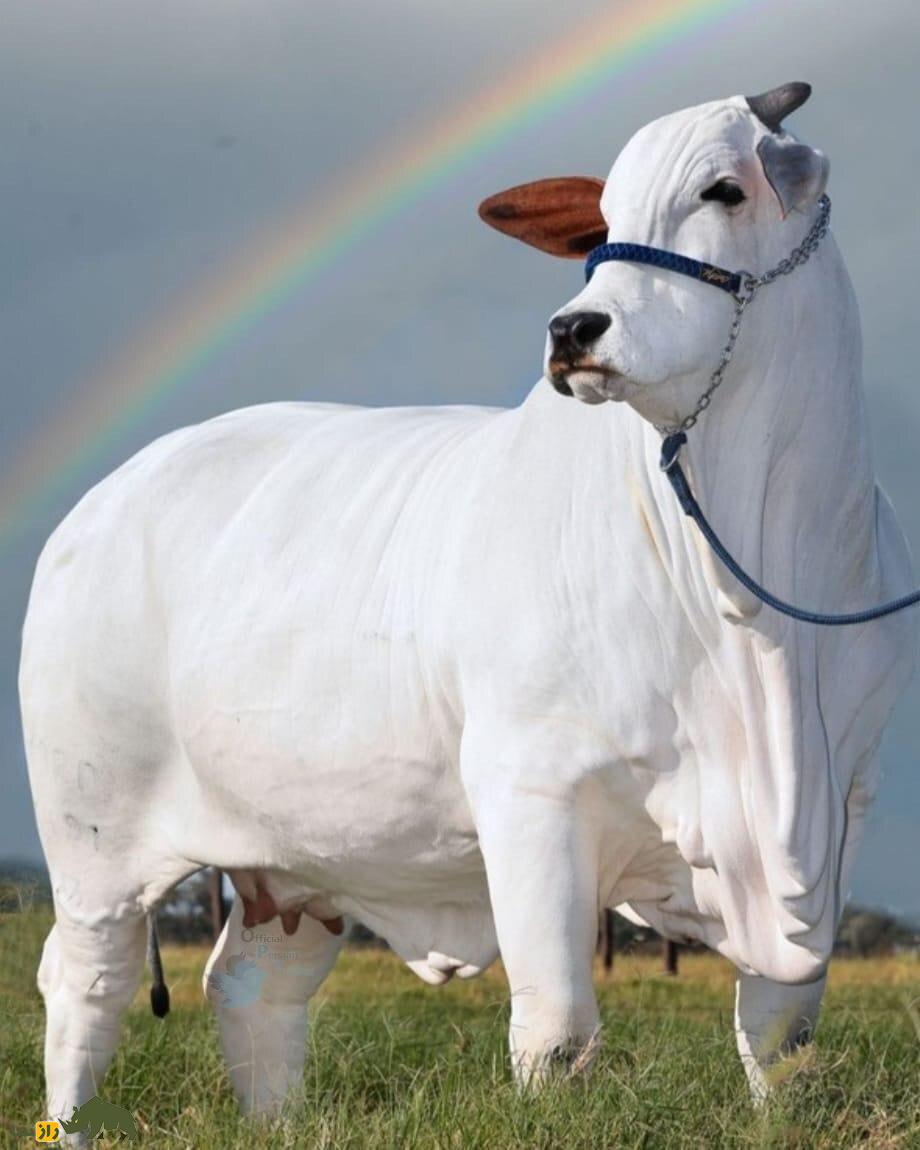 تصاویری از گرانترین گاو جهان با یک قیمت نجومی تصاویری از گرانترین گاو جهان با یک قیمت نجومی