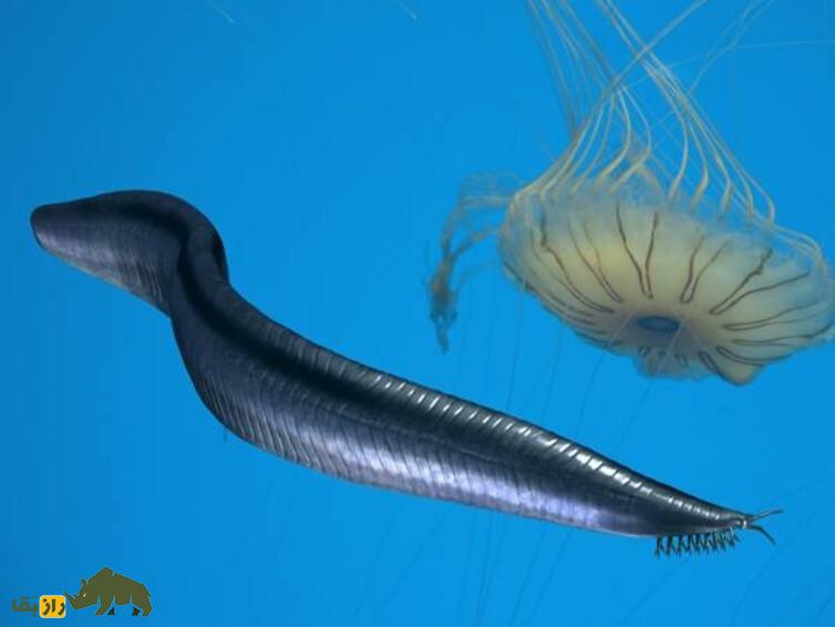 موجودات فضایی واقعا چه شکلی هستند؟ موجودات فضایی واقعا چه شکلی هستند؟