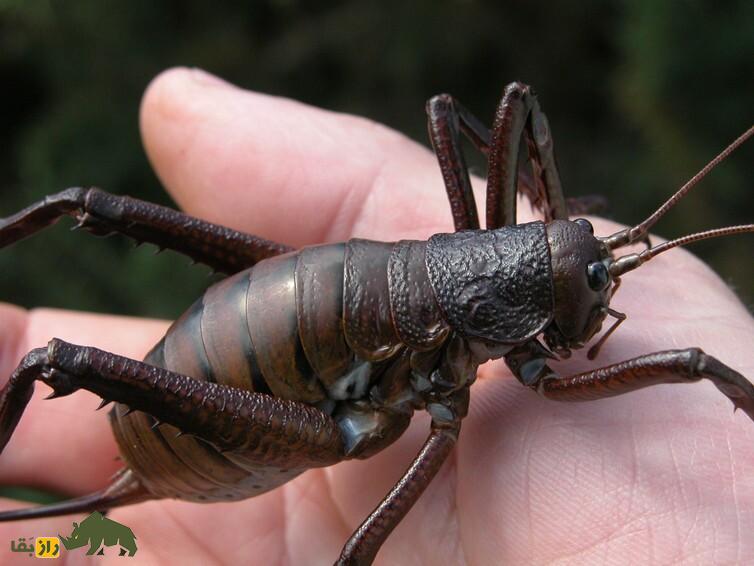 موجودات فضایی واقعا چه شکلی هستند؟ موجودات فضایی واقعا چه شکلی هستند؟