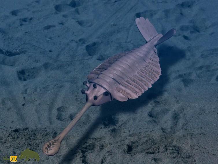 موجودات فضایی واقعا چه شکلی هستند؟ موجودات فضایی واقعا چه شکلی هستند؟