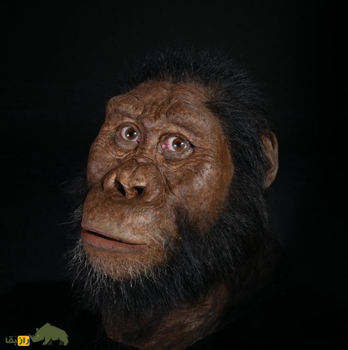 (تصاویر) دانشمندان چهرۀ یک انسان اولیه را شناسایی کردند؛ انسان اولیه این شکلی بود!