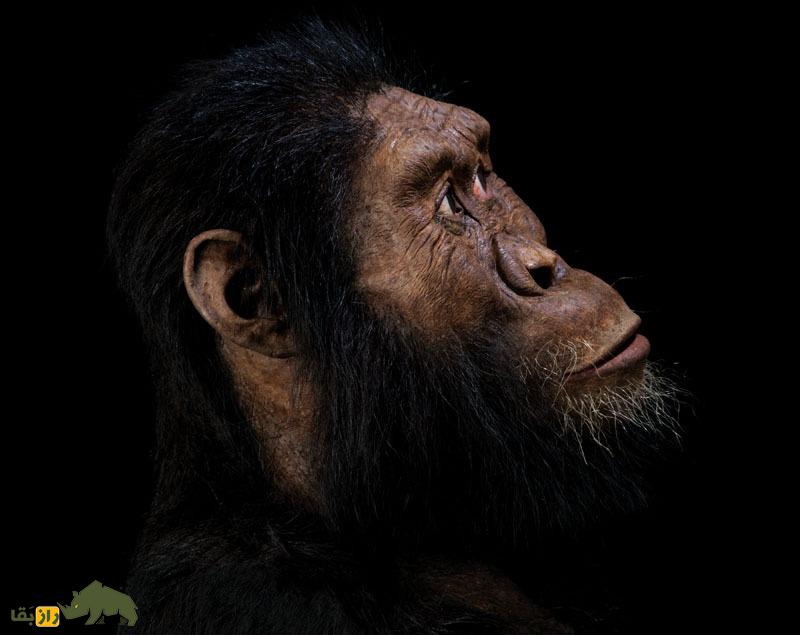 (تصاویر) دانشمندان چهرۀ یک انسان اولیه را شناسایی کردند؛ انسان اولیه این شکلی بود!