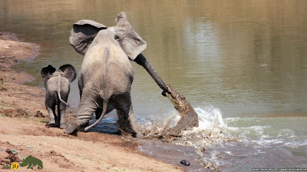 چرا فیل‌ها خرطوم دارند؟