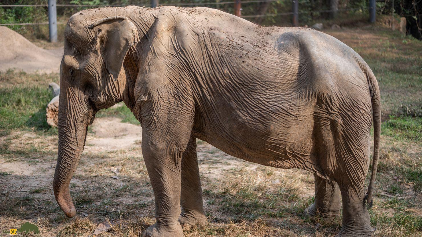 فیل پیر با خرطوم بلند