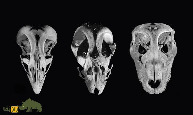 دایناسوری که از انقراض گریخت؛ پرندگان چطور صاحب منقار شدند؟