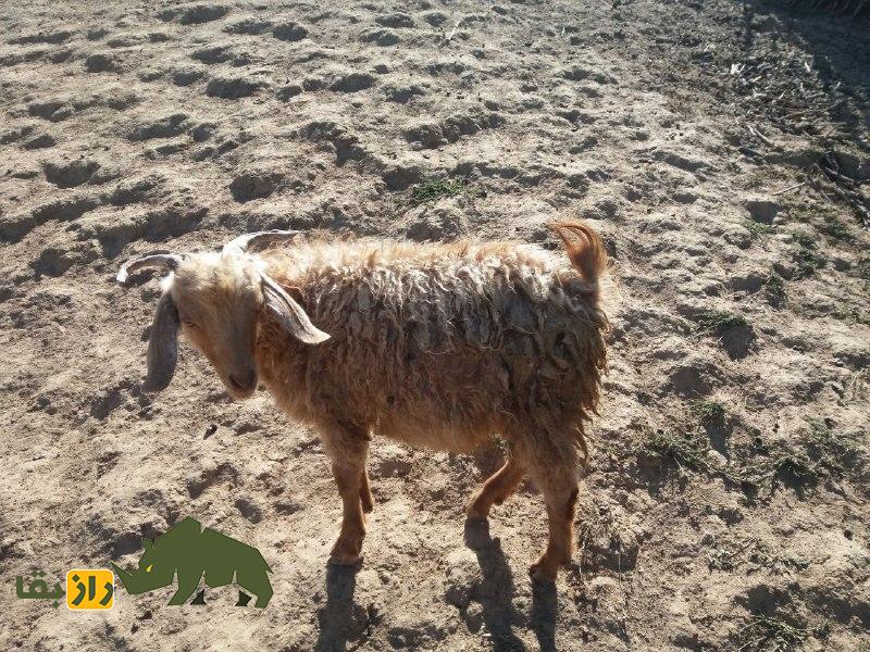 بز «مَرخز» کردستان؛ بُز کمیابی که تنها در شهر بانه پیدا میشود بز «مَرخز» کردستان؛ بُز کمیابی که تنها در شهر بانه پیدا میشود