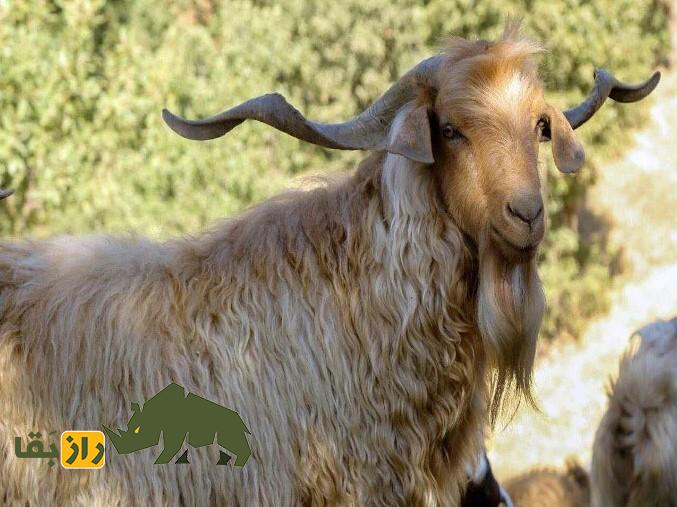 بز «مَرخز» کردستان؛ بُز کمیابی که تنها در شهر بانه پیدا میشود بز «مَرخز» کردستان؛ بُز کمیابی که تنها در شهر بانه پیدا میشود