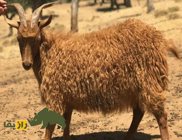 بز «مَرخز» کردستان؛ بُز کمیابی که تنها در شهر بانه پیدا میشود بز «مَرخز» کردستان؛ بُز کمیابی که تنها در شهر بانه پیدا میشود