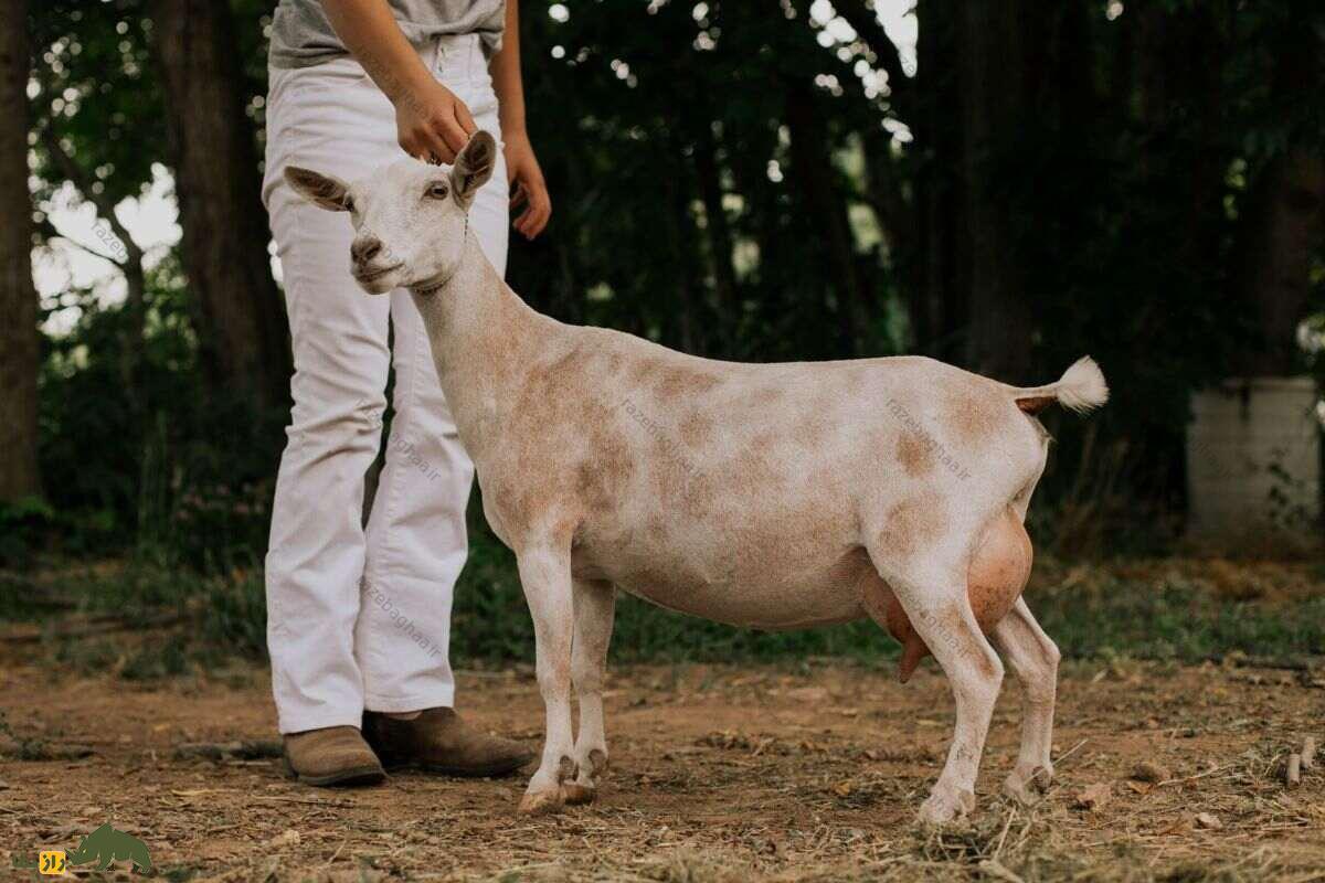 بز کوتوله نیجریه‌ای؛ کوچک‌ترین بز جهان با هیکلی عجیب که با کیفیت‌ترین شیر دنیا را دارد!